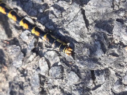 Réf. 263 078 : Onychogomphus forcipatus